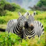Conservation Careers - Zebras on Zebra