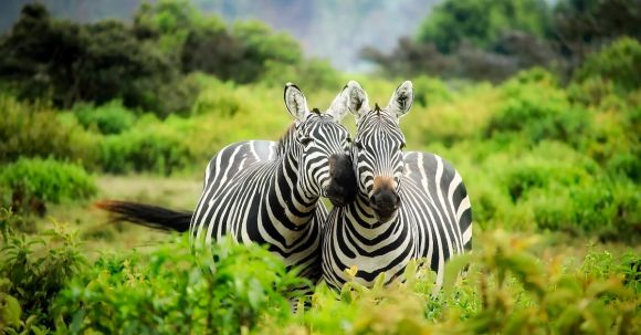 Conservation Careers - Zebras on Zebra