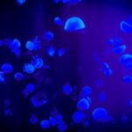 Conservation Internship - Jelly Fish With Reflection Of Blue Light