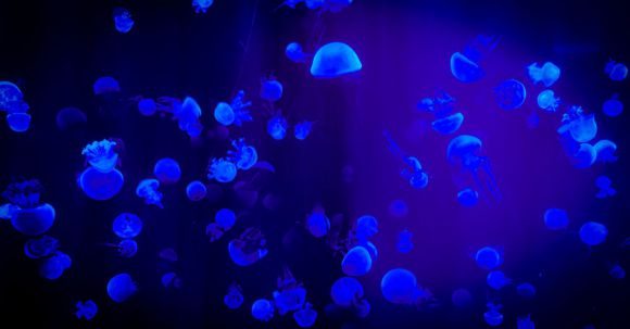 Conservation Internship - Jelly Fish With Reflection Of Blue Light